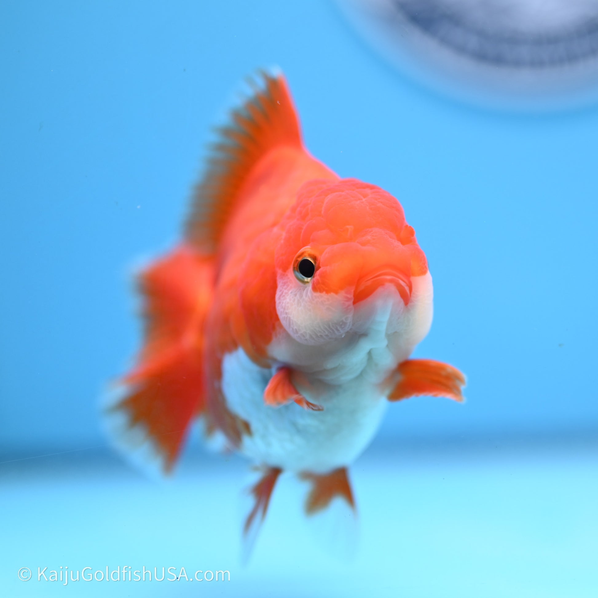 Shogun Godzilla Red White Oranda 3.5in Body (240719_OR08) - Kaiju Goldfish USA