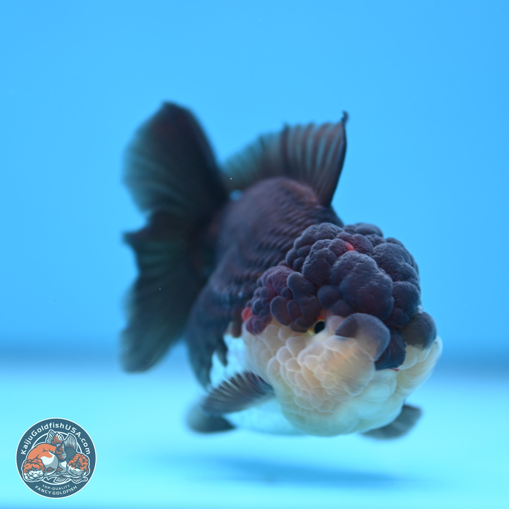 Tricolor Oranda 3 inches Body - Female (241227_OR08) - Kaiju Goldfish USA