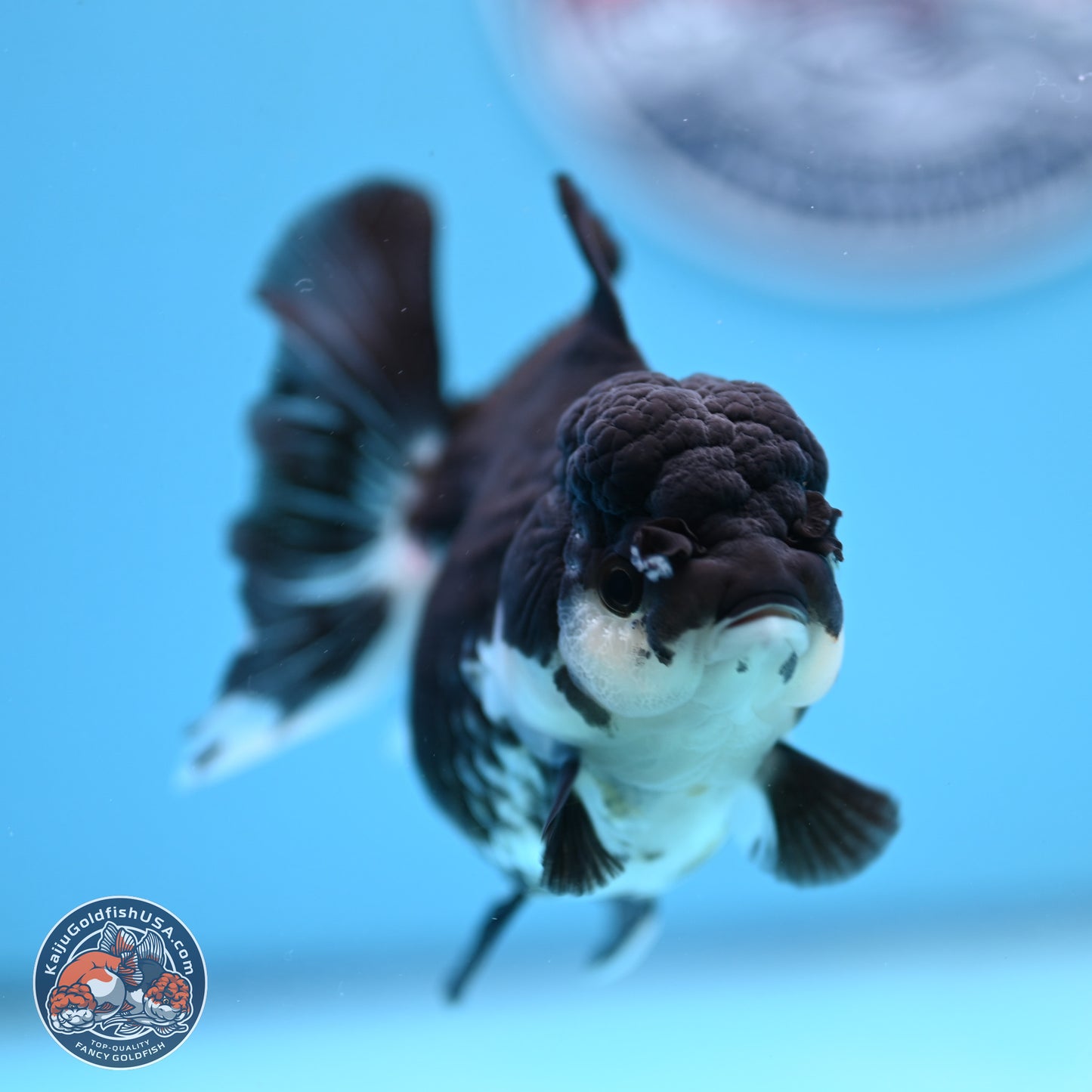 Panda Rose Tail Oranda 3.5in body (240809_OR08) - Kaiju Goldfish USA