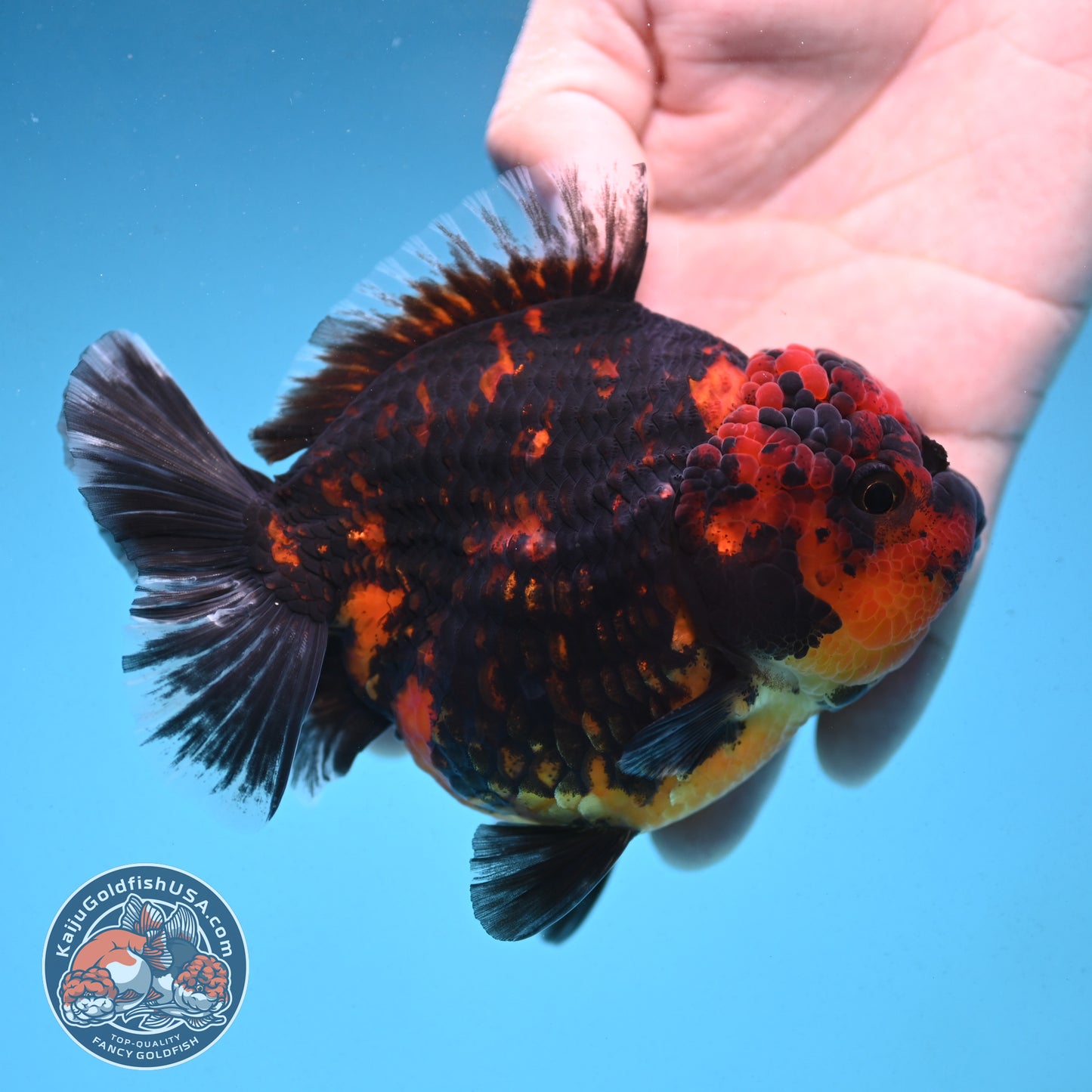 Tiger Oranda 4 inch Body (250912_OR08)