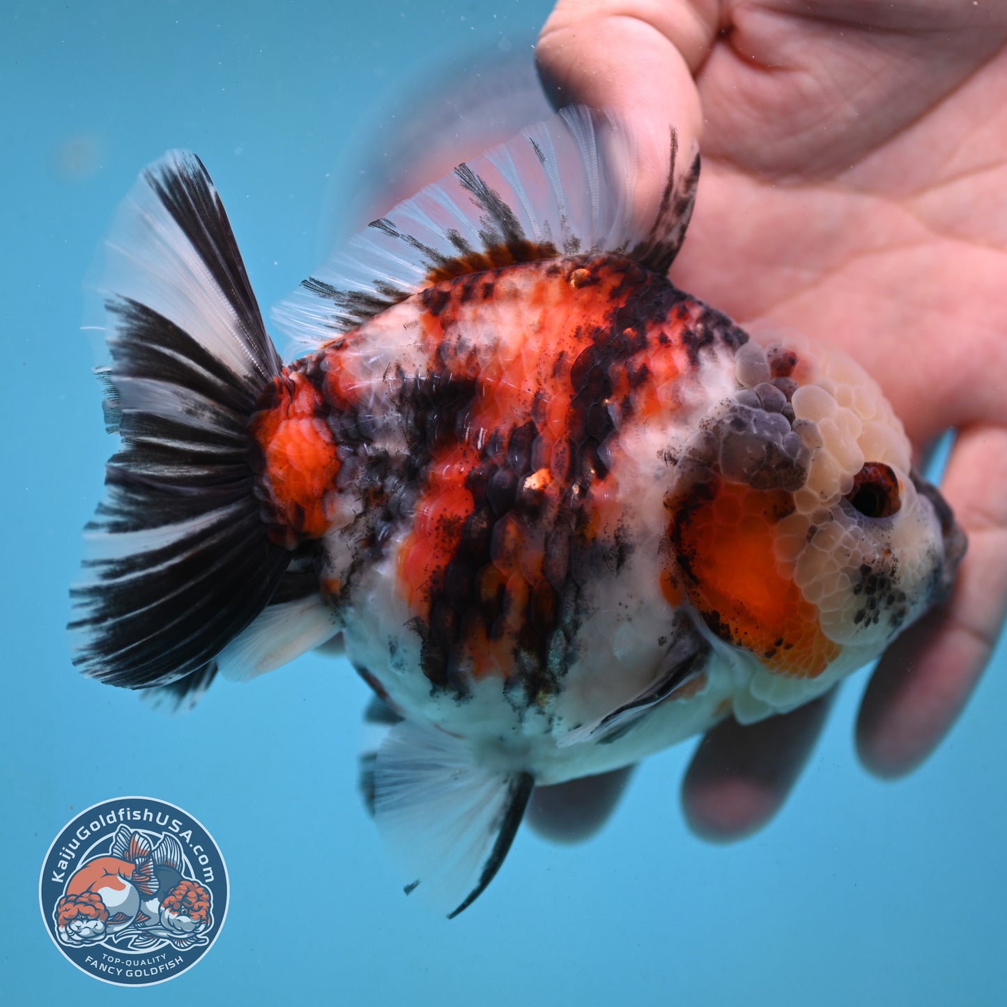 Tricolor Tiger Oranda 4 inch Body (251003_OR08)