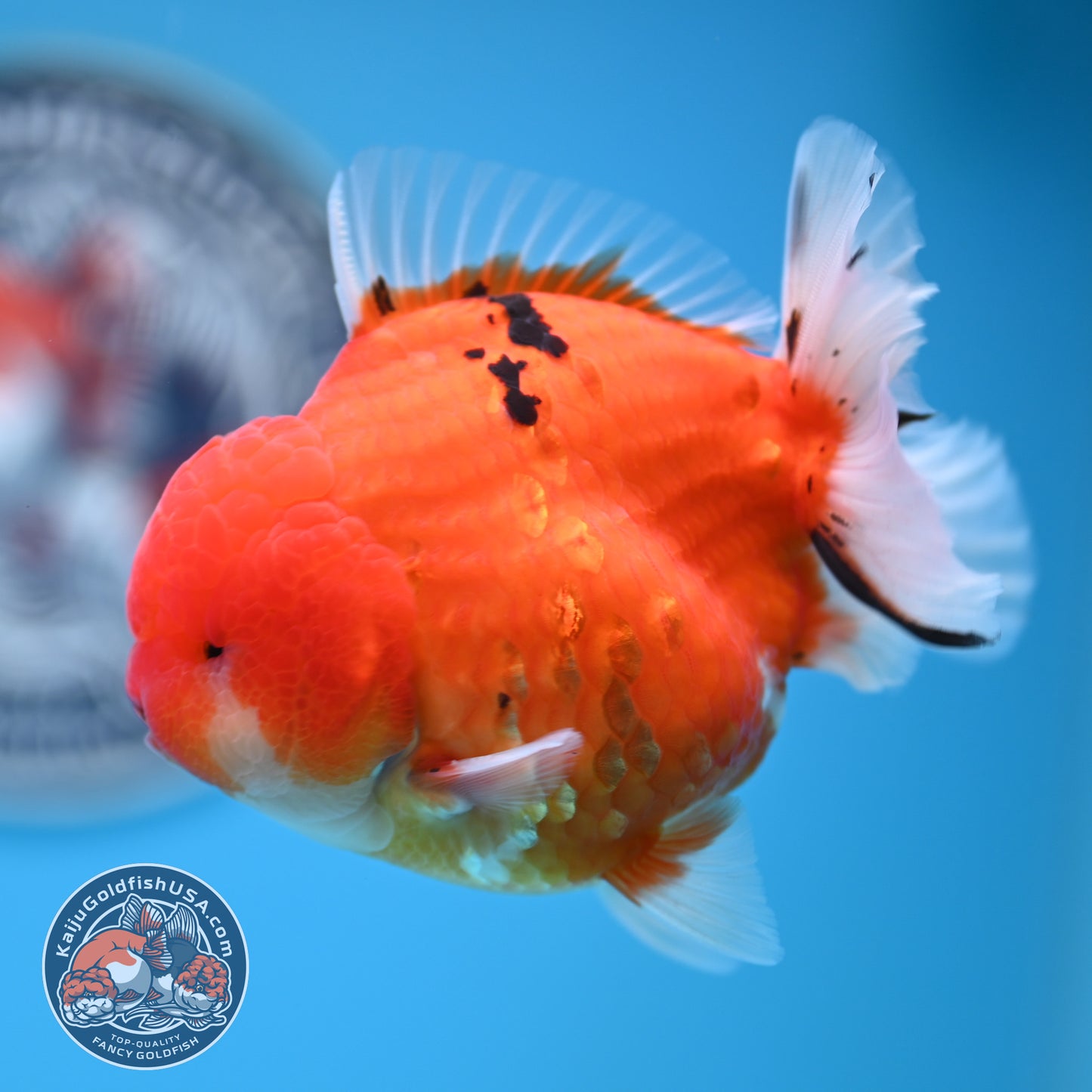 Tricolor Sakura YuanBao Oranda 3.7 inches Body (250516_OR08)