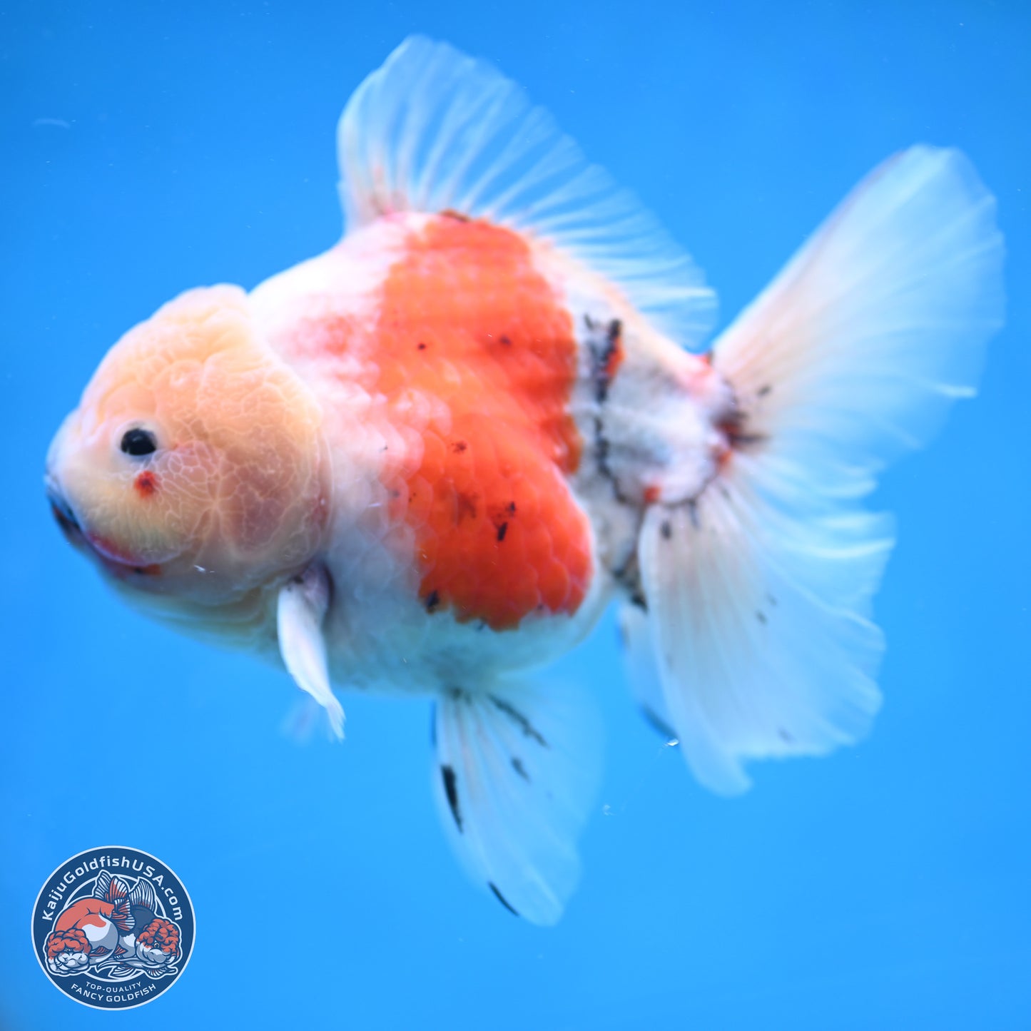 Calico Rose Tail Oranda 5.5 inches - Female (241115_OR08) - Kaiju Goldfish USA