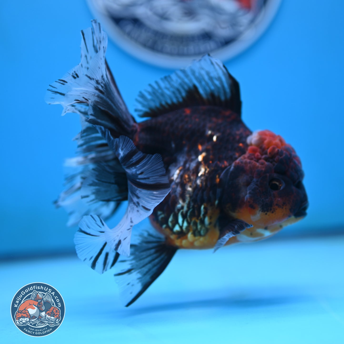 Red Kirin Rose Tail Oranda 4 inches Body - Female (250117_OR08) - Kaiju Goldfish USA