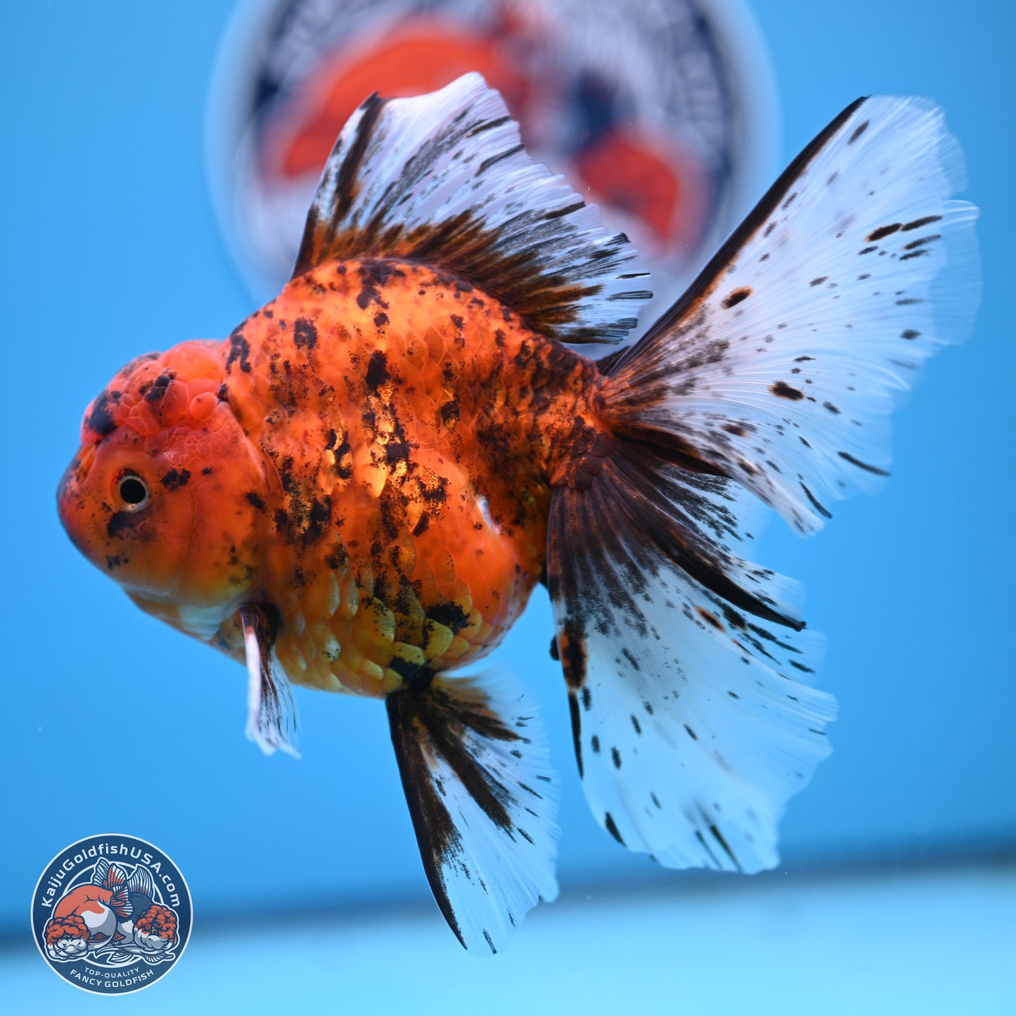 Tiger Butterfly Tail Oranda 7 inches - Female (241129_OR08) - Kaiju Goldfish USA