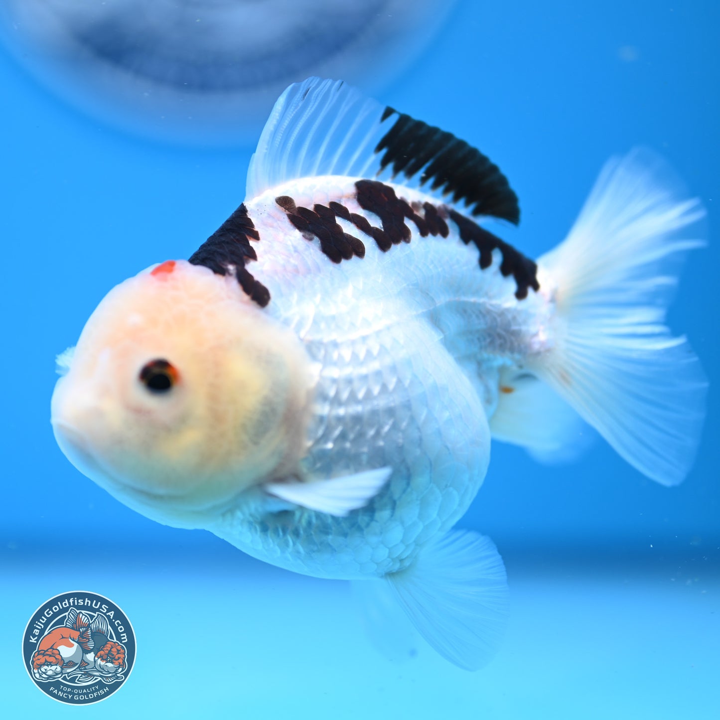 Panda Oranda 3.5-4.5 inches (240913_OR08) - Kaiju Goldfish USA