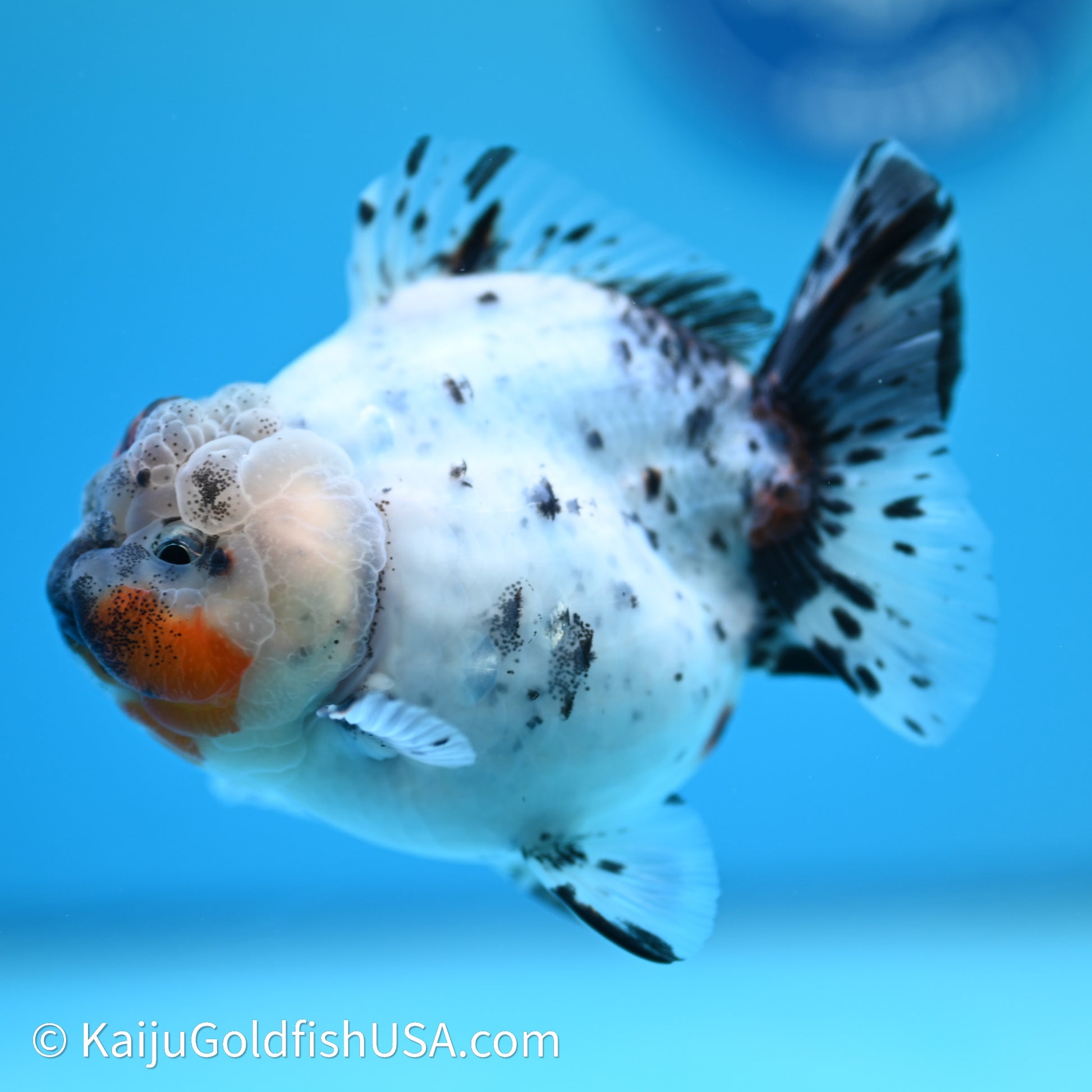 Shogun Godzilla Calico Oranda 3.5in Body (240614_OR08) - Kaiju Goldfish USA