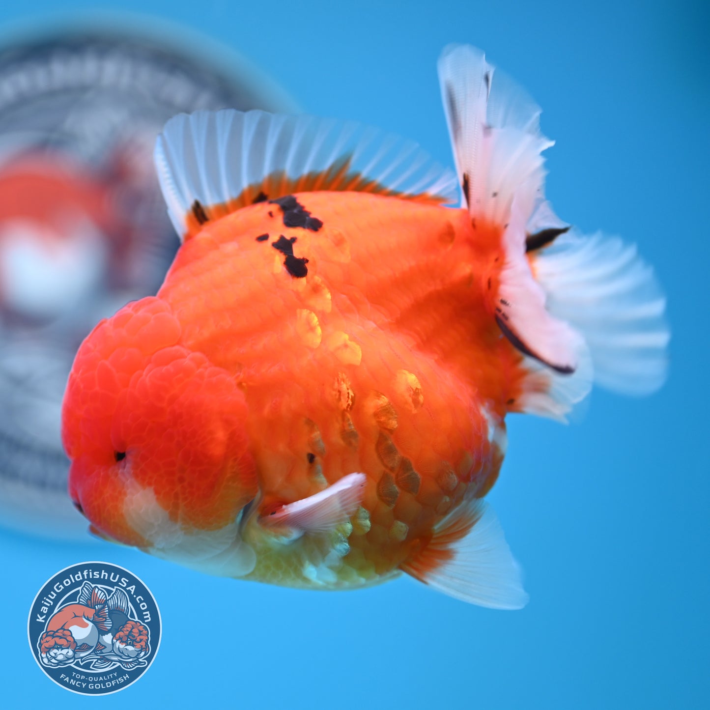 Tricolor Sakura YuanBao Oranda 3.7 inches Body (250516_OR08)