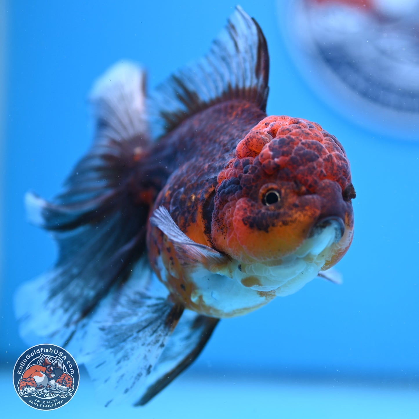 Red Kirin Rose Tail Oranda 6.5 inches - Female (241206_OR08) - Kaiju Goldfish USA