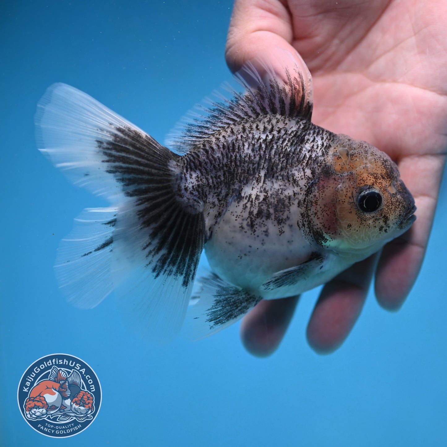 Granite Rosetail Oranda 3.5 inch Body (250926_OR08)