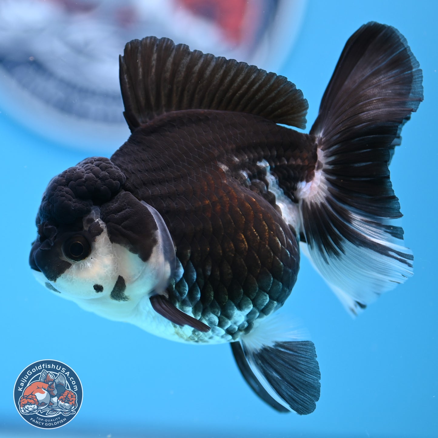 Panda Rose Tail Oranda 3.5in body (240809_OR08) - Kaiju Goldfish USA