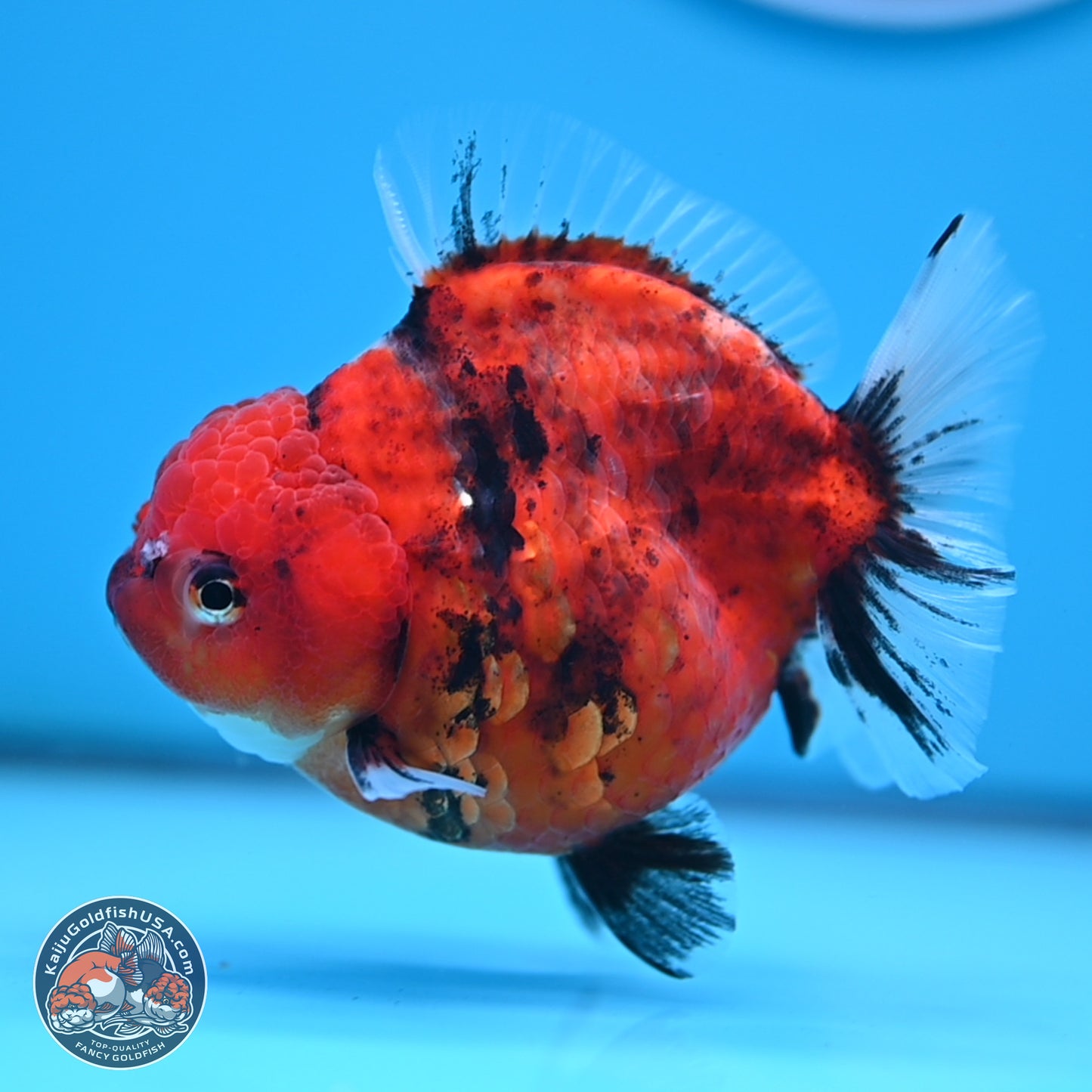 Shogun Tiger Oranda 3.75 inches Body - Female (250207_OR08)