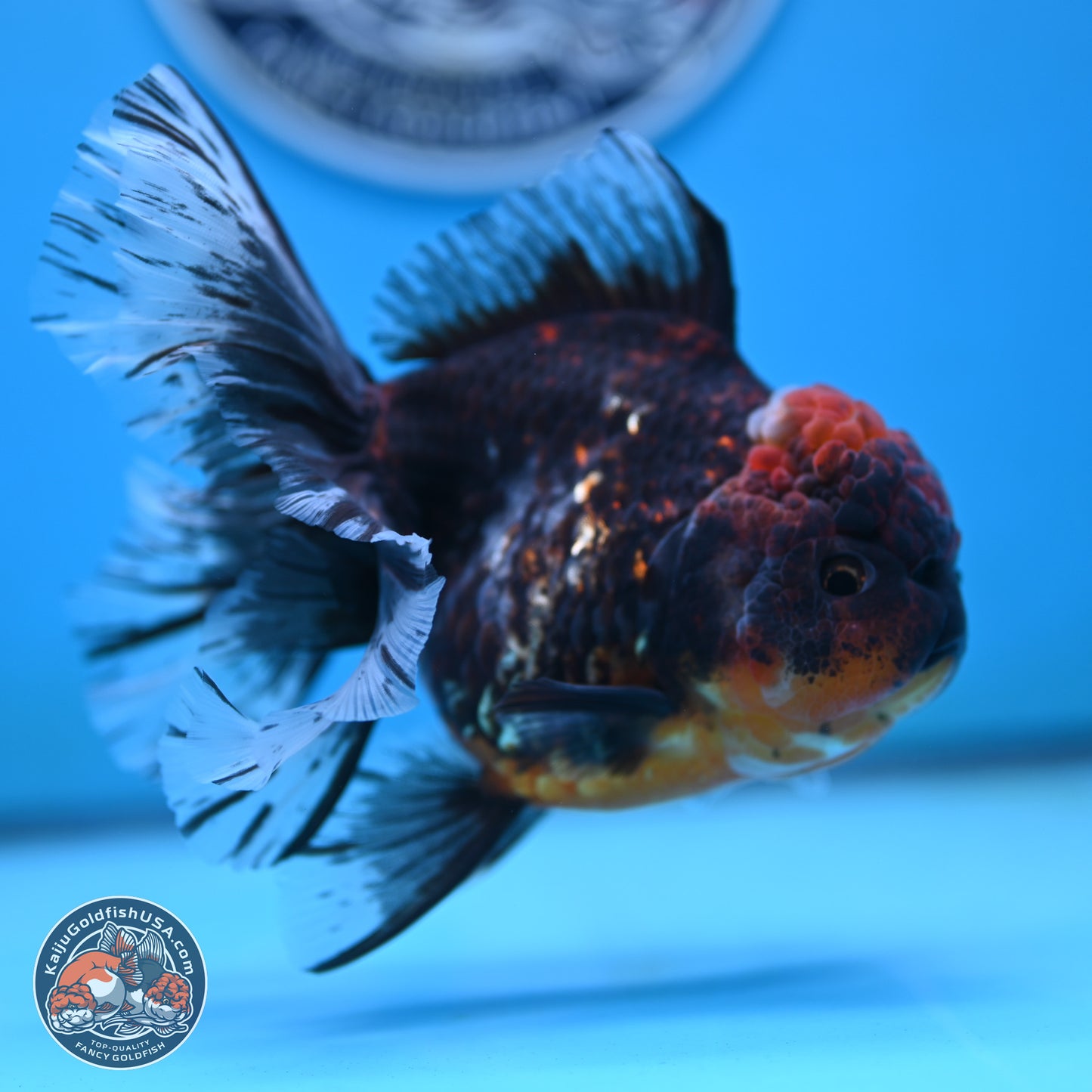 Red Kirin Rose Tail Oranda 4 inches Body - Female (250117_OR08) - Kaiju Goldfish USA