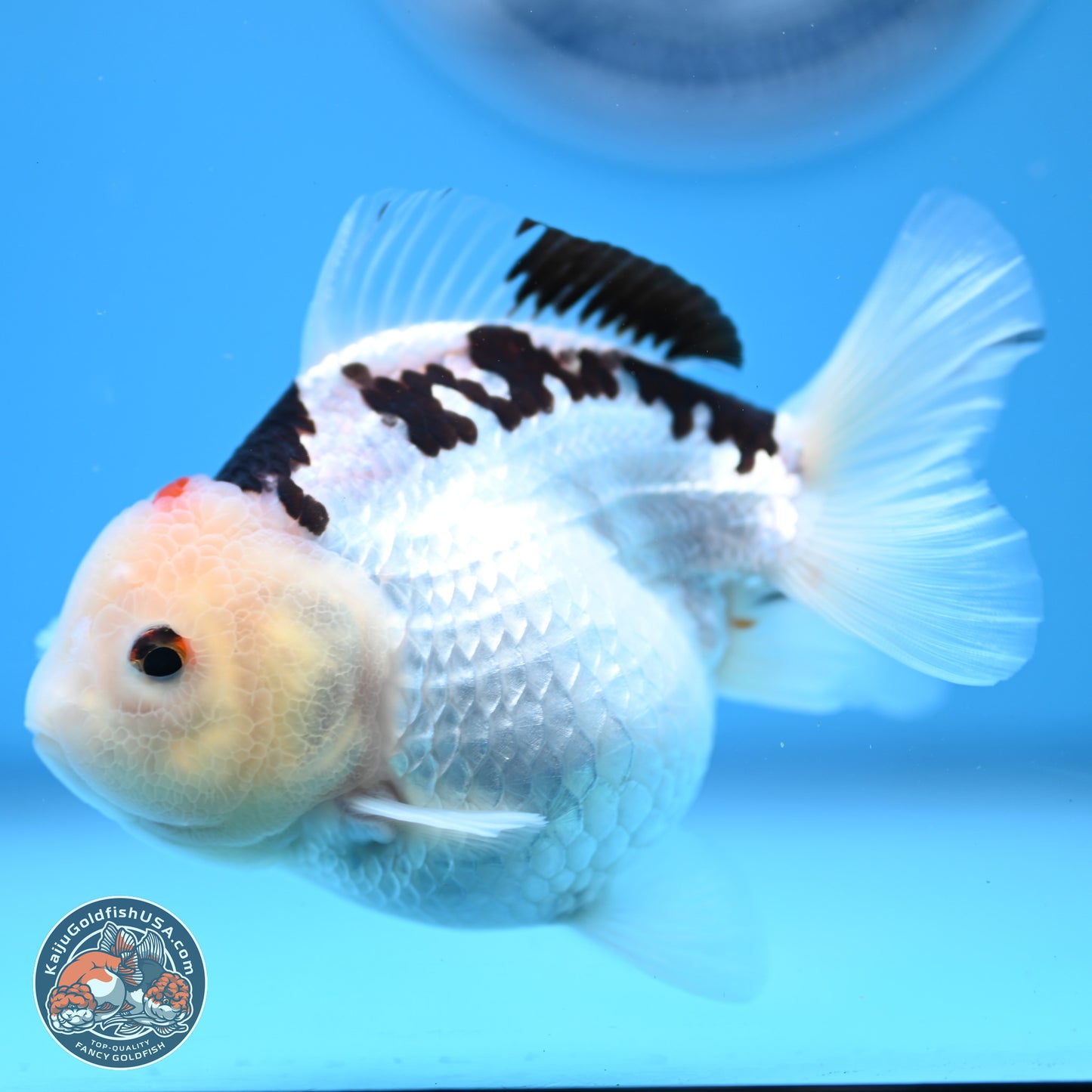 Panda Oranda 3.5-4.5 inches (240913_OR08) - Kaiju Goldfish USA