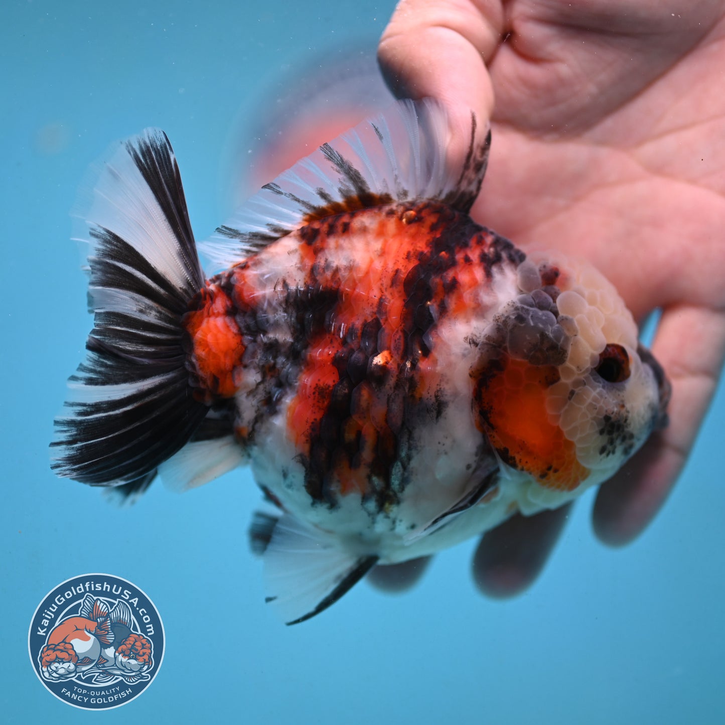 Tricolor Tiger Oranda 4 inch Body (251003_OR08)