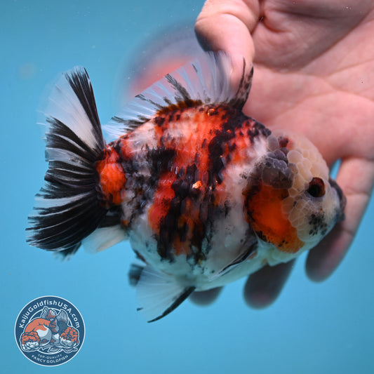 Tricolor Tiger Oranda 4 inch Body (251003_OR08)