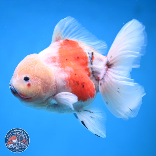 Calico Rose Tail Oranda 5.5 inches - Female (241115_OR08) - Kaiju Goldfish USA