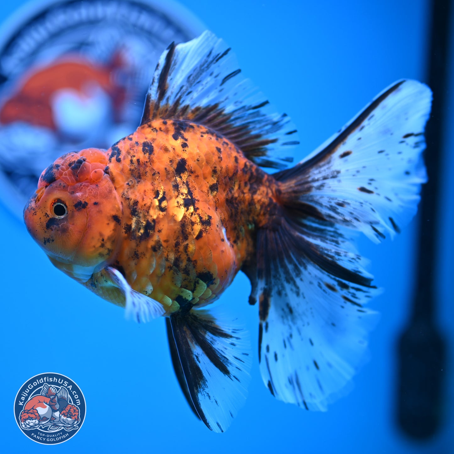 Tiger Butterfly Tail Oranda 7 inches - Female (241129_OR08) - Kaiju Goldfish USA