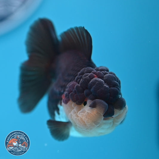 Tricolor Oranda 3 inches Body - Female (241227_OR08) - Kaiju Goldfish USA