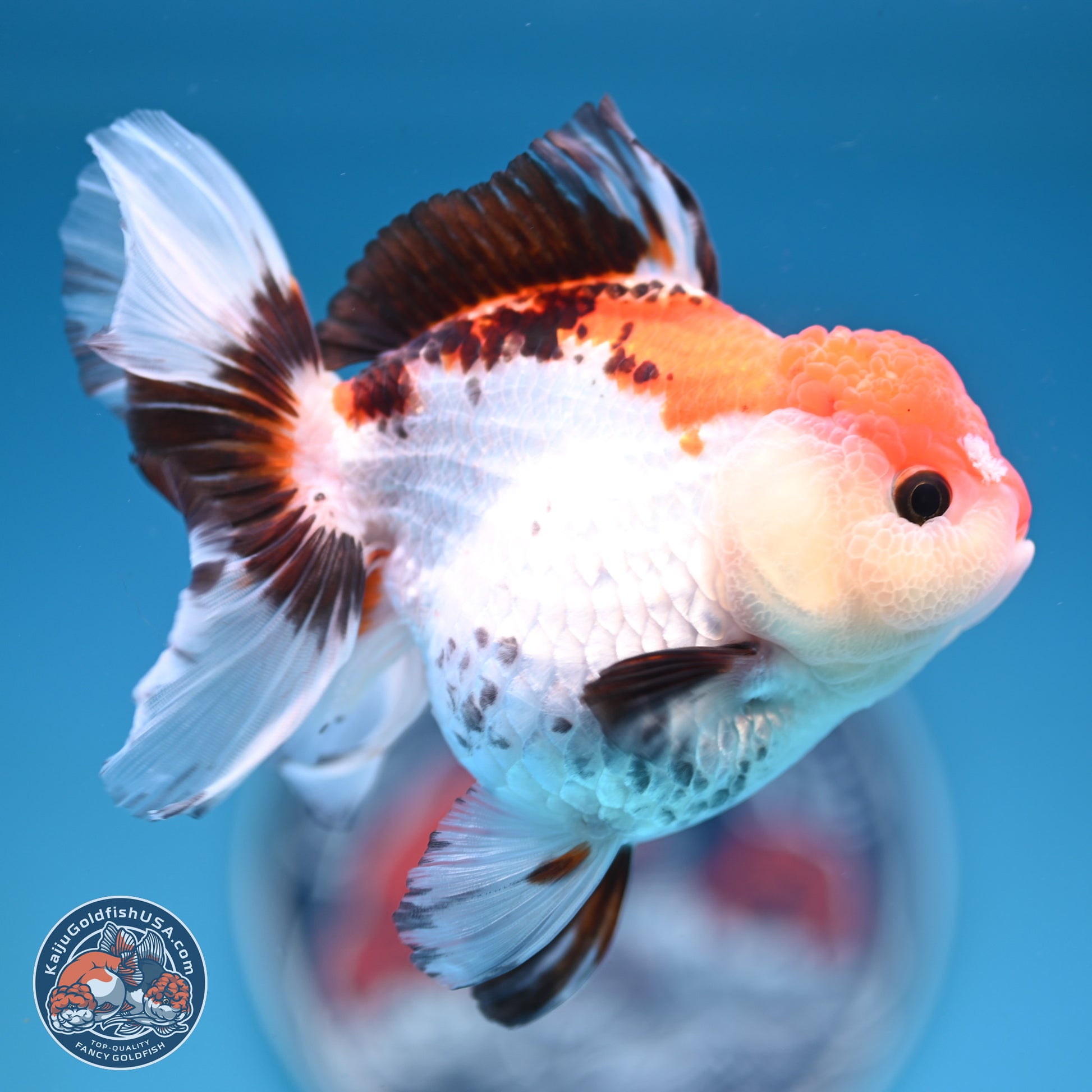 Tricolor Rose Tail Oranda 5.5 inches (241101_OR08) - Kaiju Goldfish USA