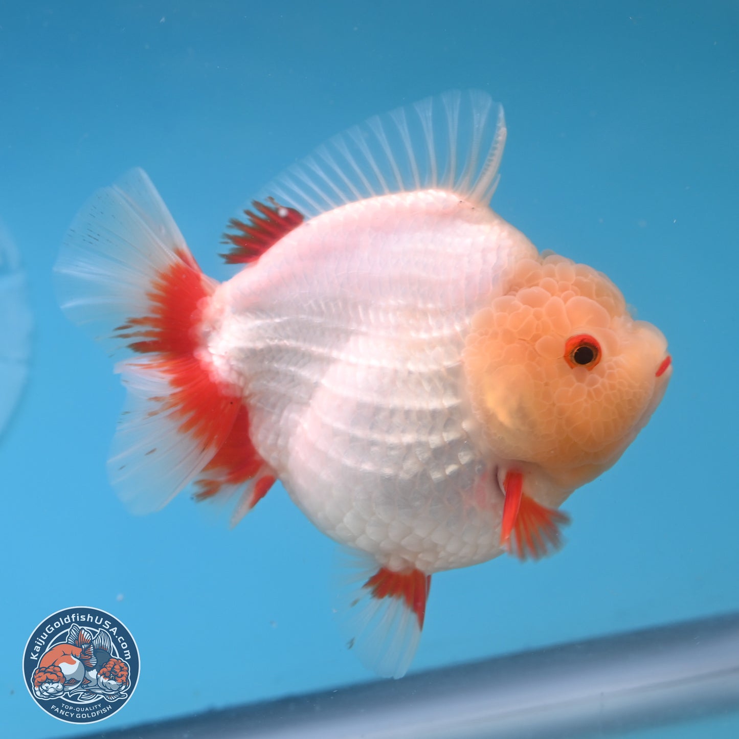 Jade Head Red White YuanBao Oranda 4 inches Body - Female (250131_OR08)