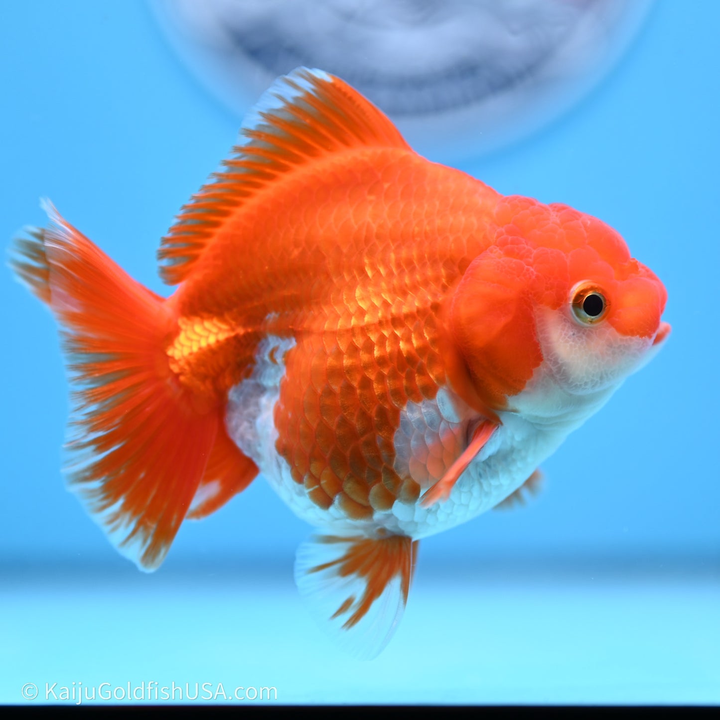 Shogun Godzilla Red White Oranda 3.5in Body (240719_OR08) - Kaiju Goldfish USA