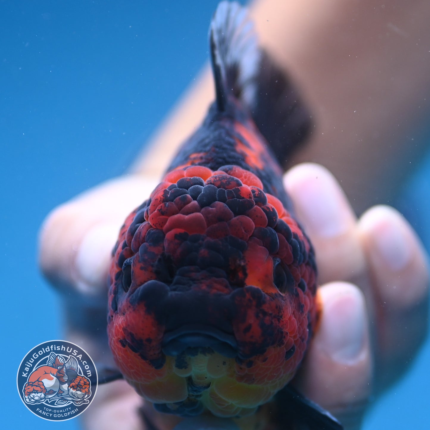 Tiger Oranda 4 inch Body (250912_OR08)