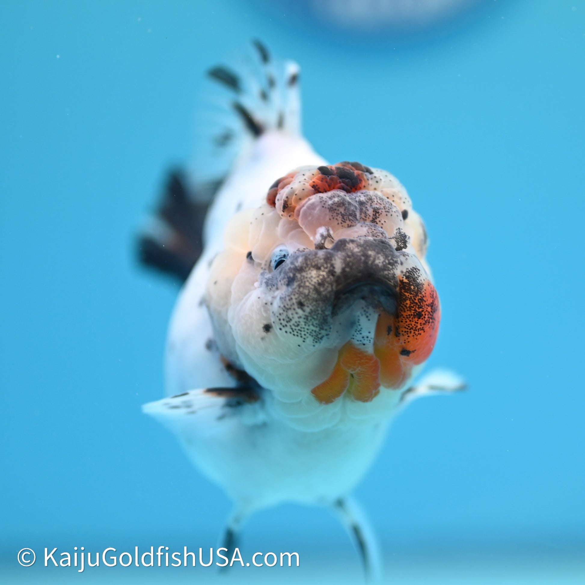 Shogun Godzilla Calico Oranda 3.5in Body (240614_OR08) - Kaiju Goldfish USA