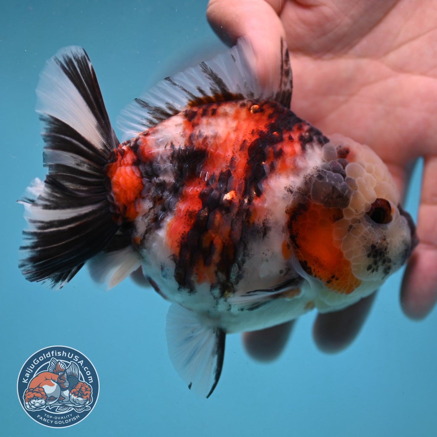 Tricolor Tiger Oranda 4 inch Body (251003_OR08)