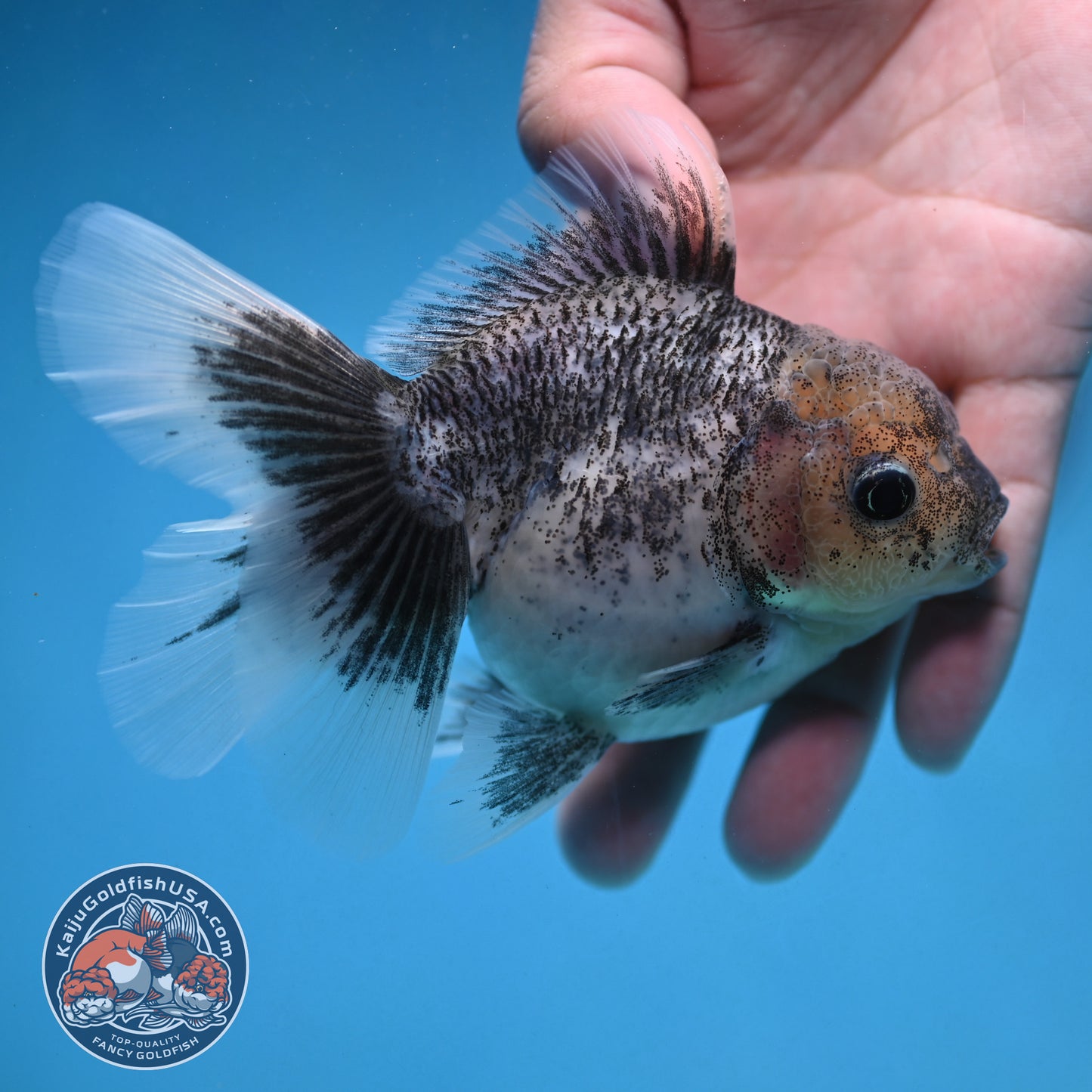 Granite Rosetail Oranda 3.5 inch Body (250926_OR08)