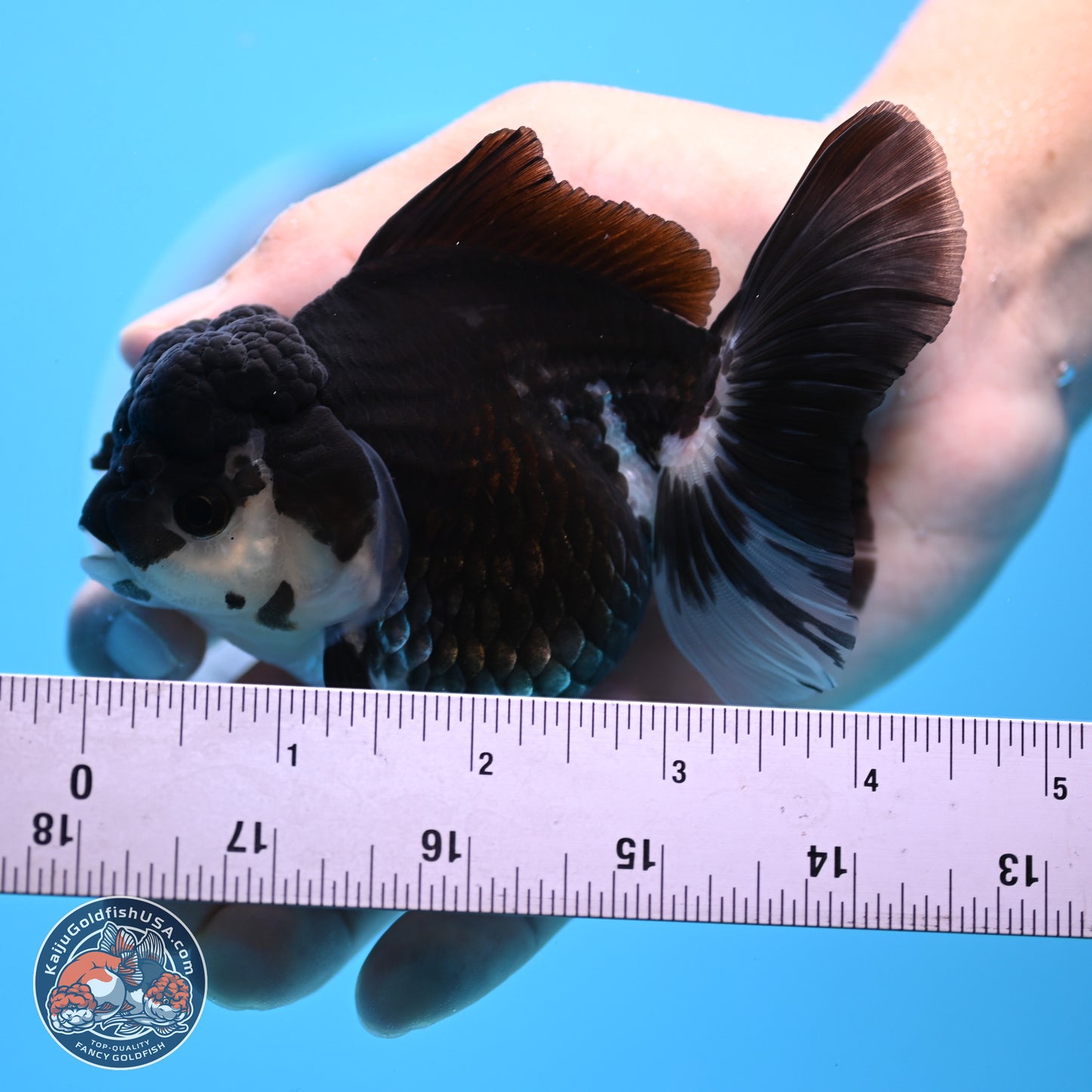 Panda Rose Tail Oranda 3.5in body (240809_OR08) - Kaiju Goldfish USA