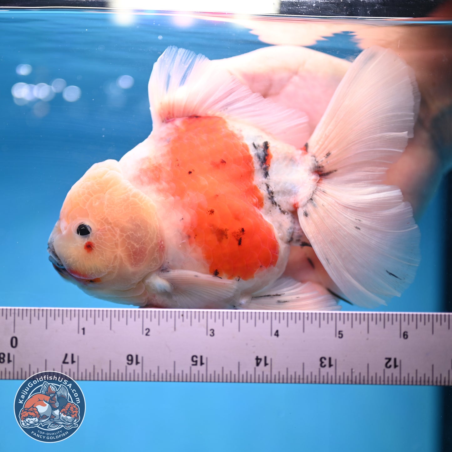 Calico Rose Tail Oranda 5.5 inches - Female (241115_OR08) - Kaiju Goldfish USA