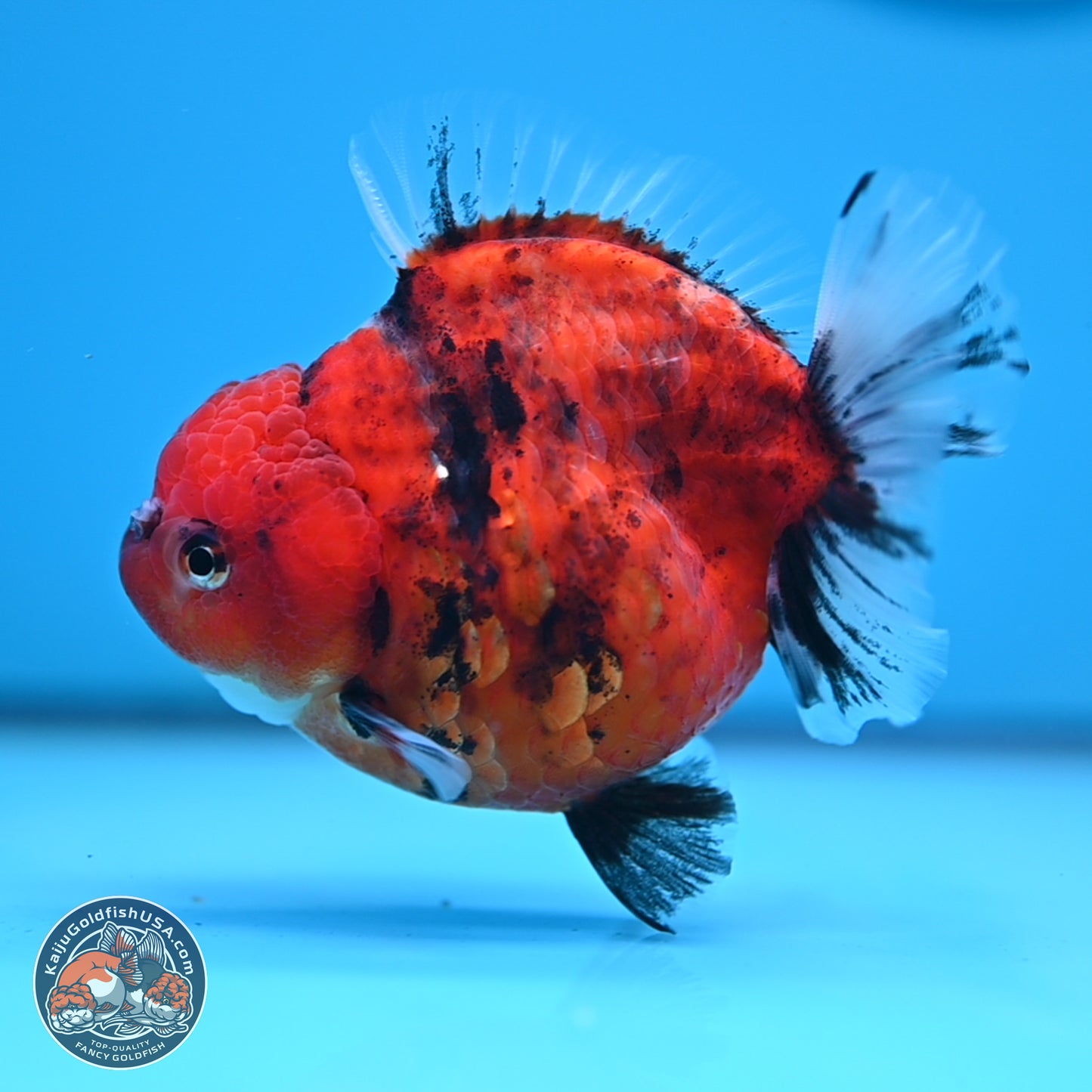 Shogun Tiger Oranda 3.75 inches Body - Female (250207_OR08)