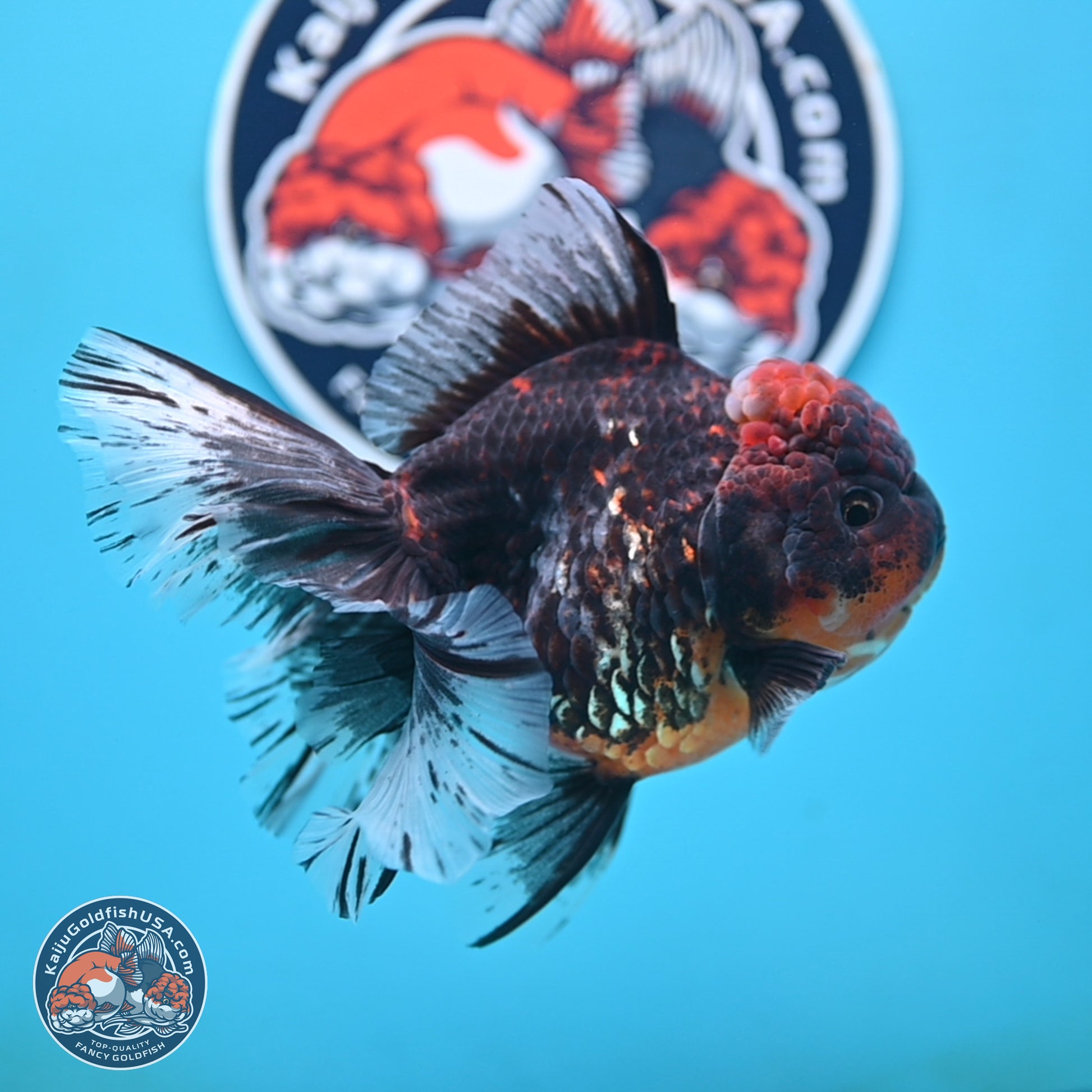 Red Kirin Rose Tail Oranda 4 inches Body - Female (250117_OR08) - Kaiju Goldfish USA