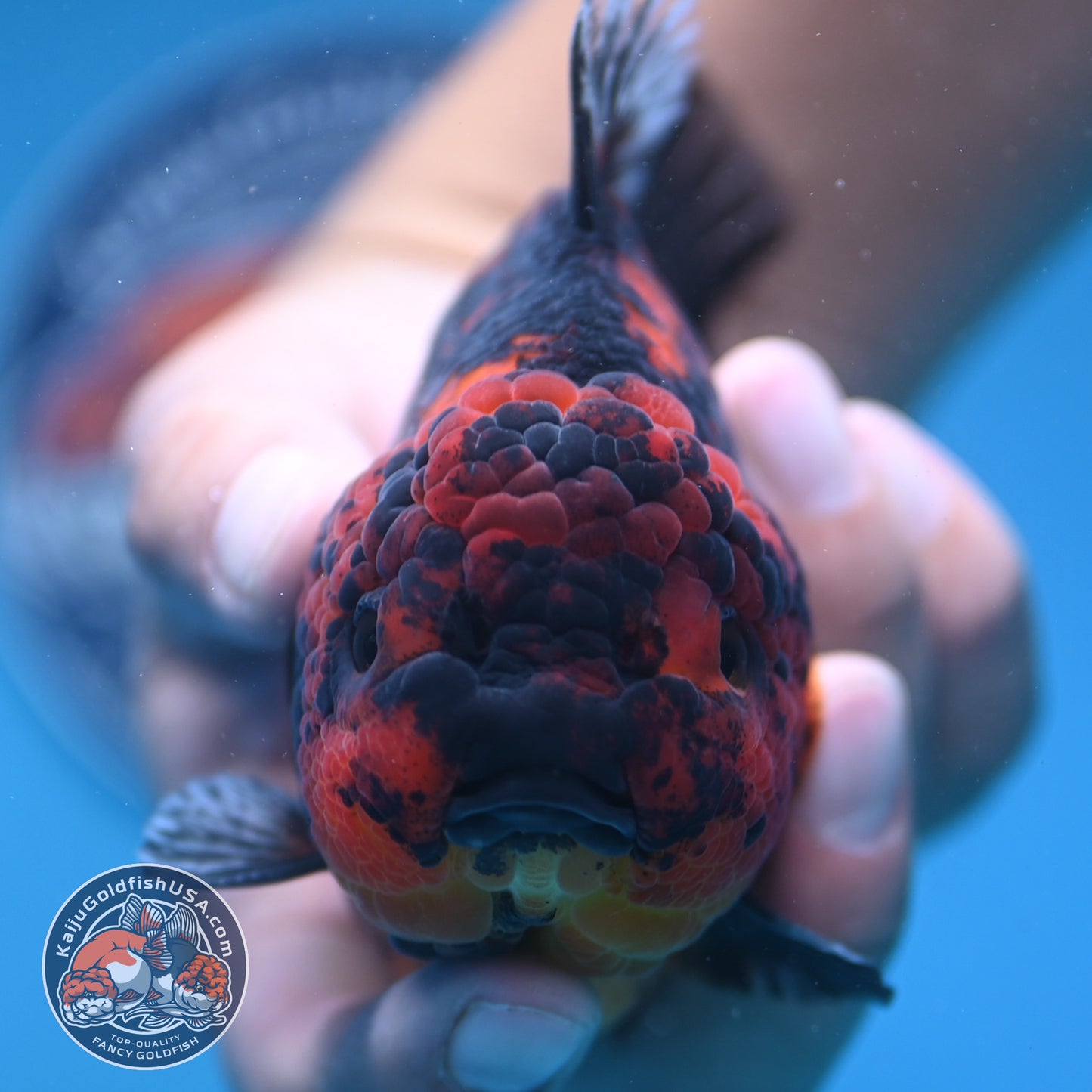 Tiger Oranda 4 inch Body (250912_OR08)