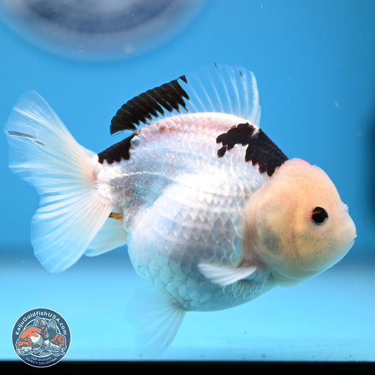 Panda Oranda 3.5-4.5 inches (240913_OR08) - Kaiju Goldfish USA