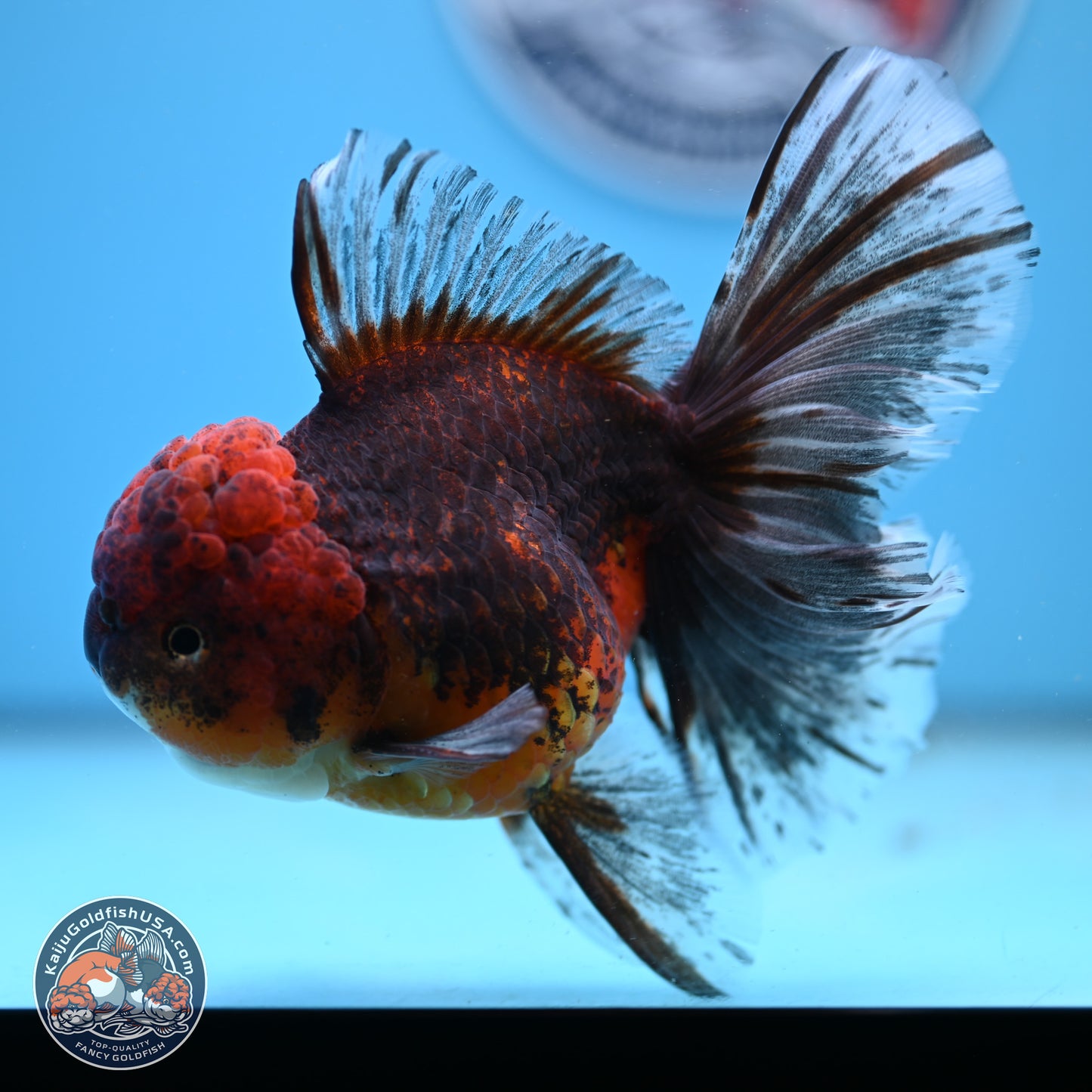 Red Kirin Rose Tail Oranda 6.5 inches - Female (241206_OR08) - Kaiju Goldfish USA