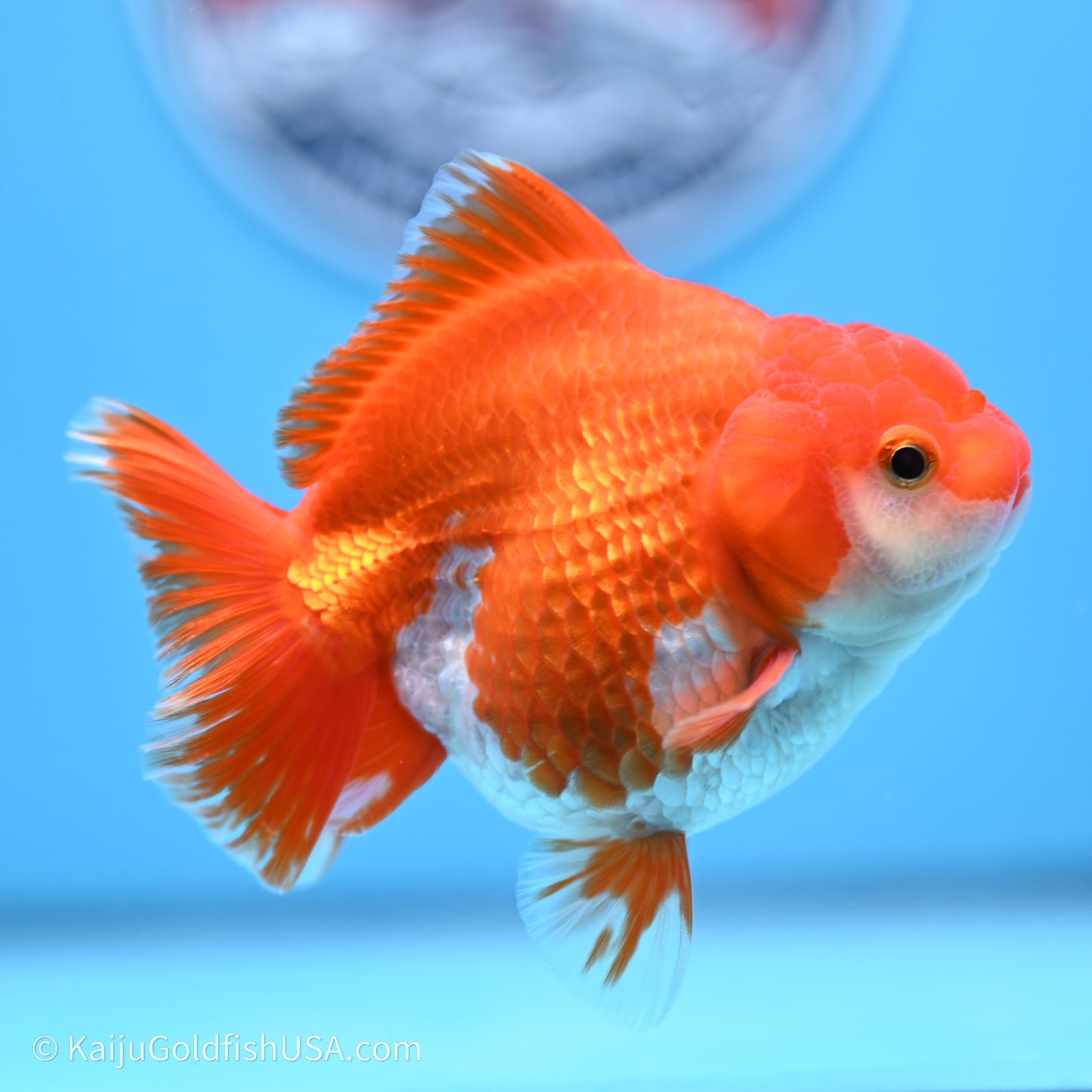 Shogun Godzilla Red White Oranda 3.5in Body (240719_OR08) - Kaiju Goldfish USA