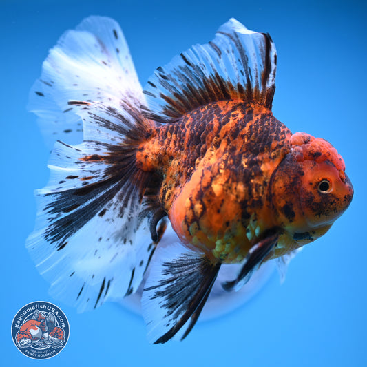 Tiger Butterfly Tail Oranda 7 inches - Female (241129_OR08) - Kaiju Goldfish USA