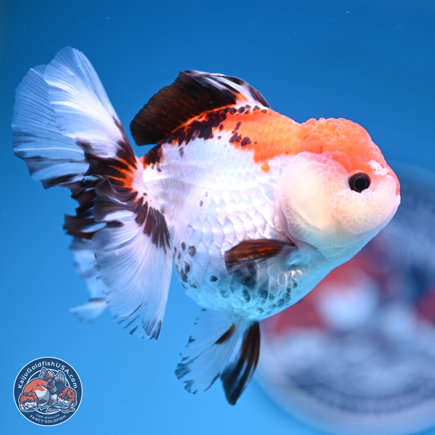 Tricolor Rose Tail Oranda 5.5 inches (241101_OR08) - Kaiju Goldfish USA