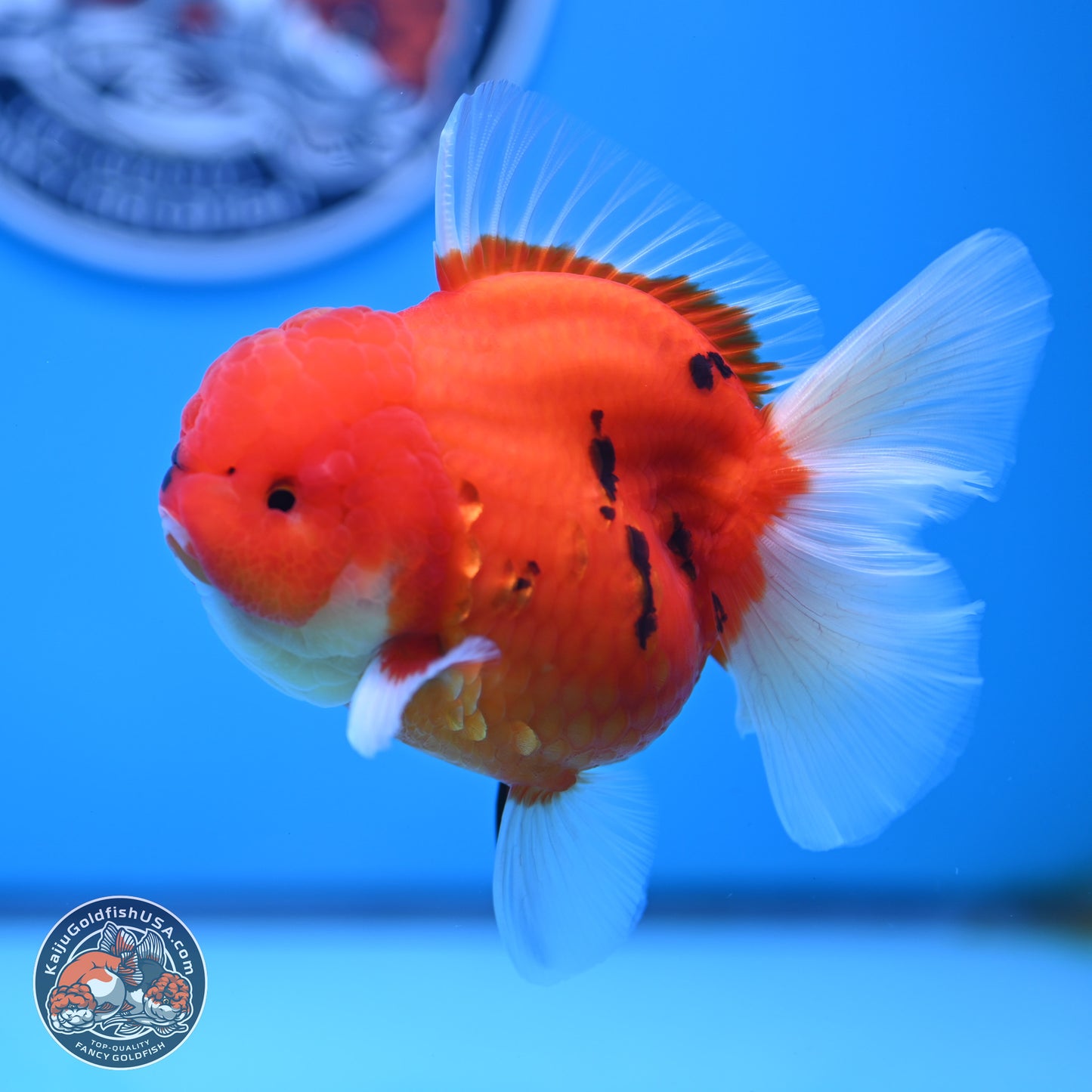 Tiger Rose Tail Oranda 3.5 inches Body - Female (250221_OR08)