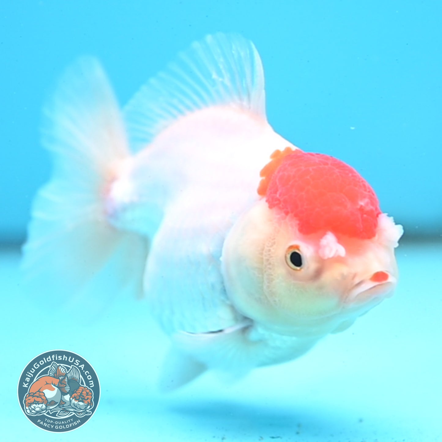 Shogun Tancho Oranda 4 inches Body - Female (250418_OR08)