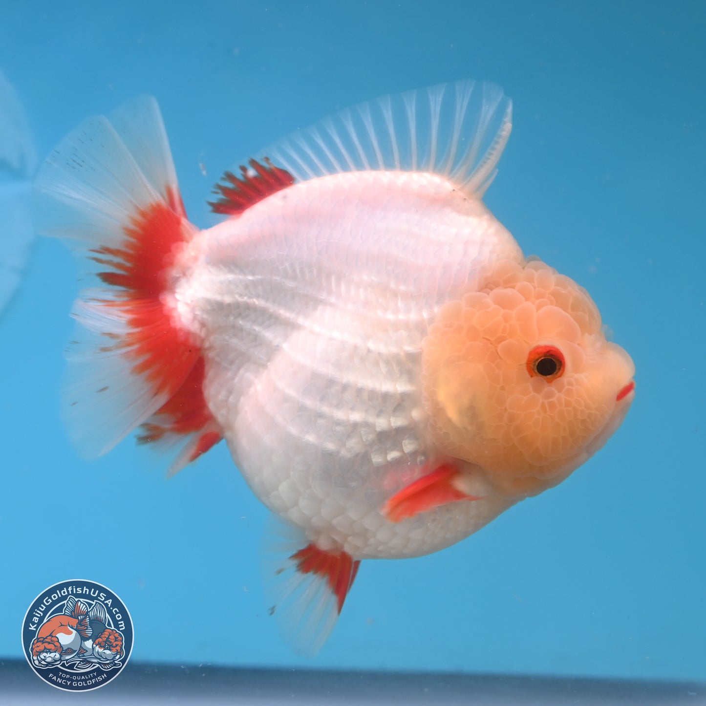 Jade Head Red White YuanBao Oranda 4 inches Body - Female (250131_OR08)