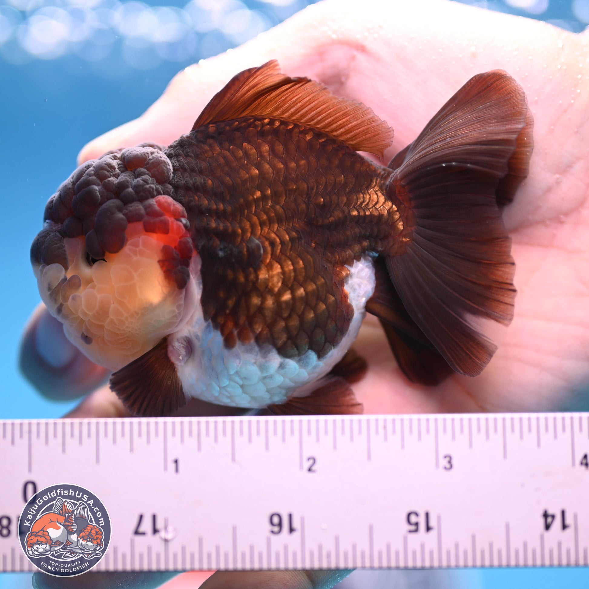 Tricolor Oranda 3 inches Body - Female (241227_OR08) - Kaiju Goldfish USA