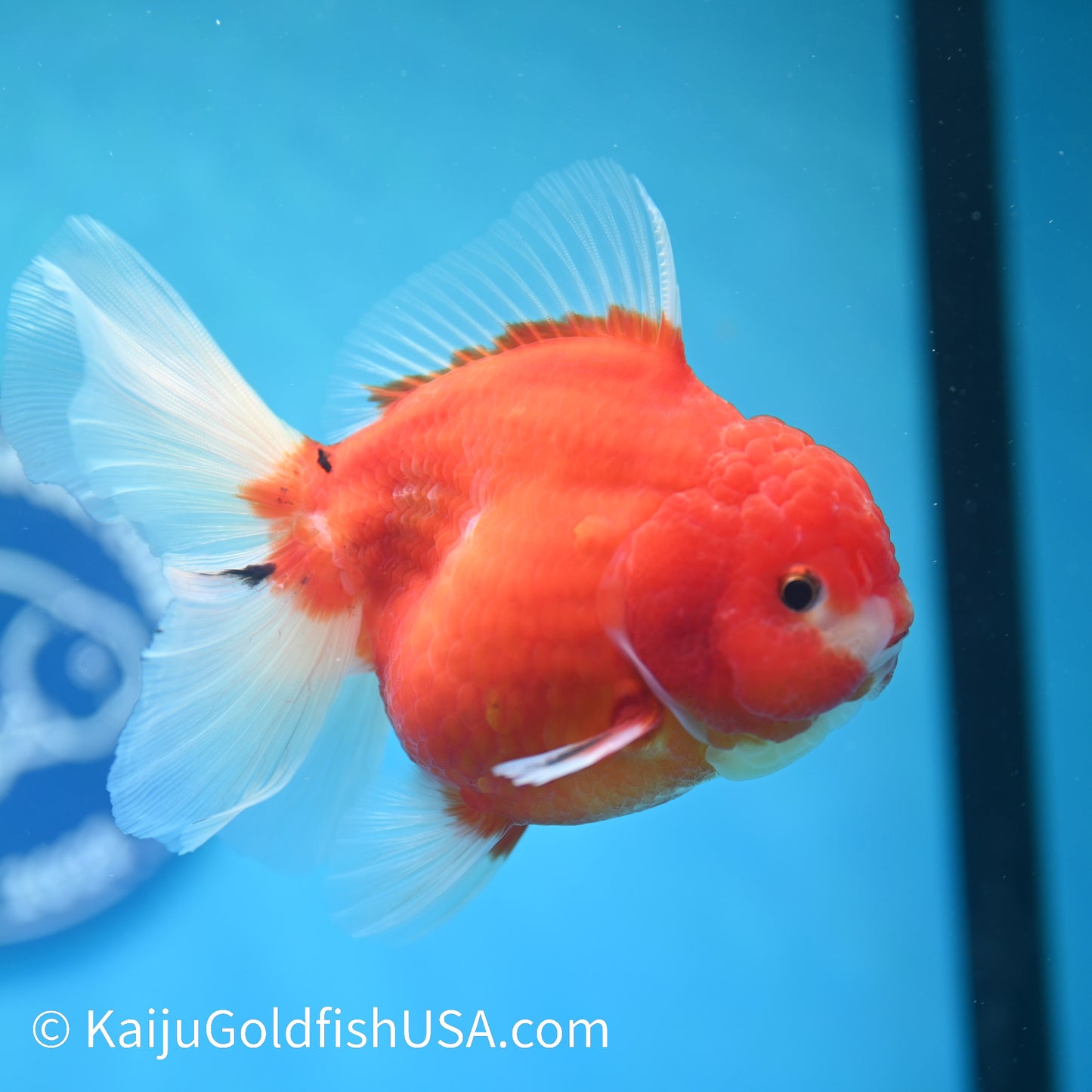 Sakura Rose Tail Oranda 5 inches (240503_OR08) - Kaiju Goldfish USA