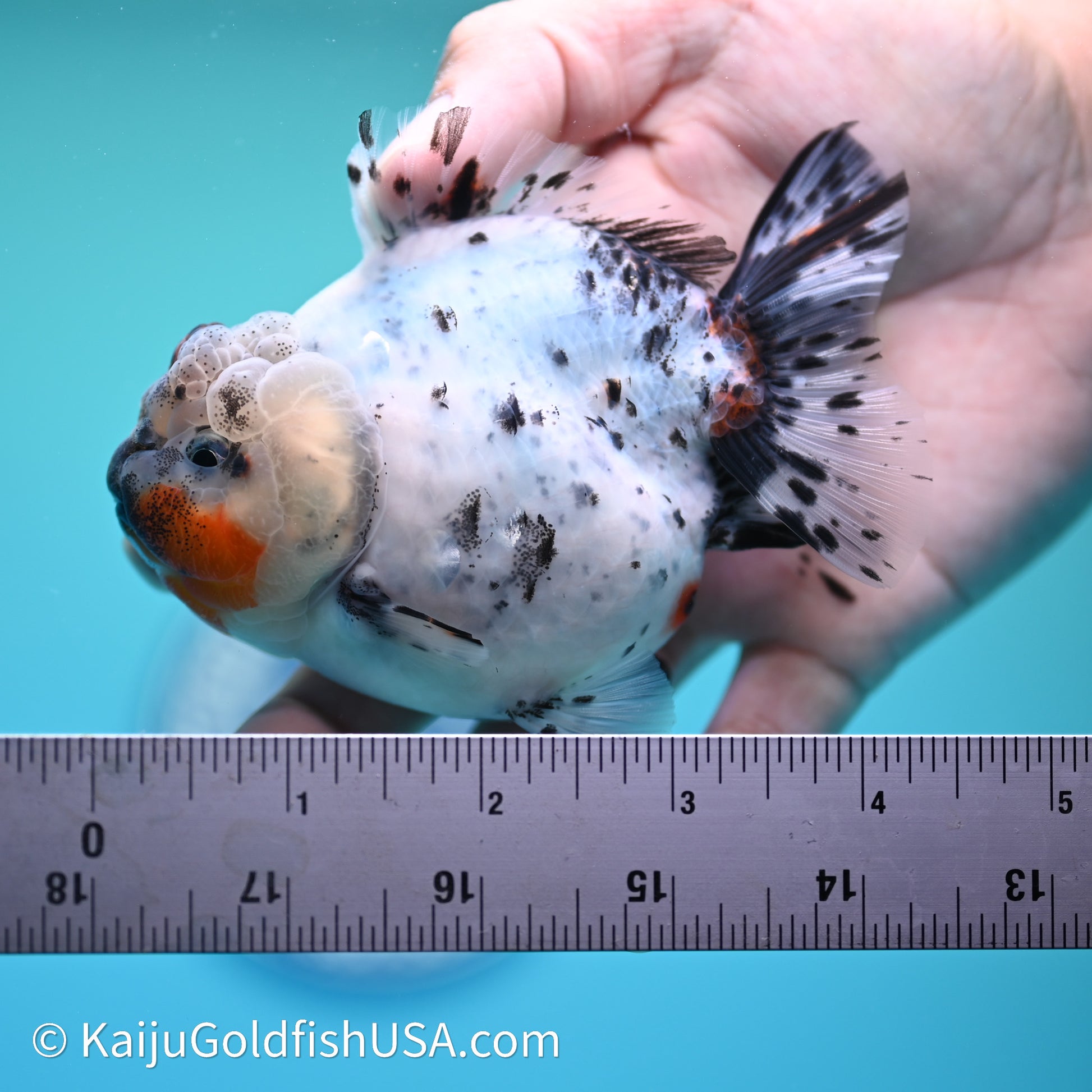 Shogun Godzilla Calico Oranda 3.5in Body (240614_OR08) - Kaiju Goldfish USA