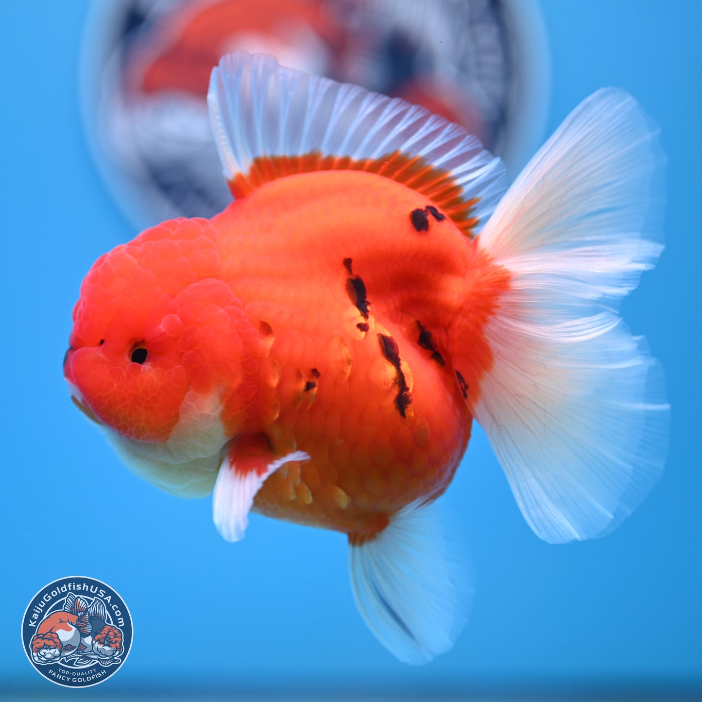 Tiger Rose Tail Oranda 3.5 inches Body - Female (250221_OR08)