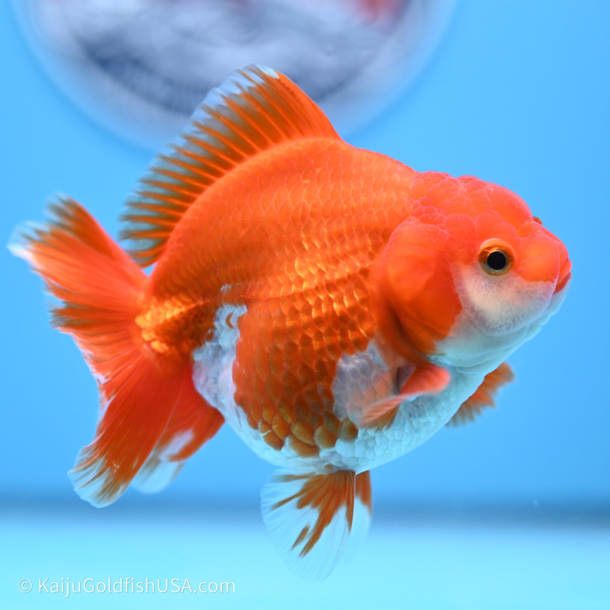 Shogun Godzilla Red White Oranda 3.5in Body (240719_OR08) - Kaiju Goldfish USA