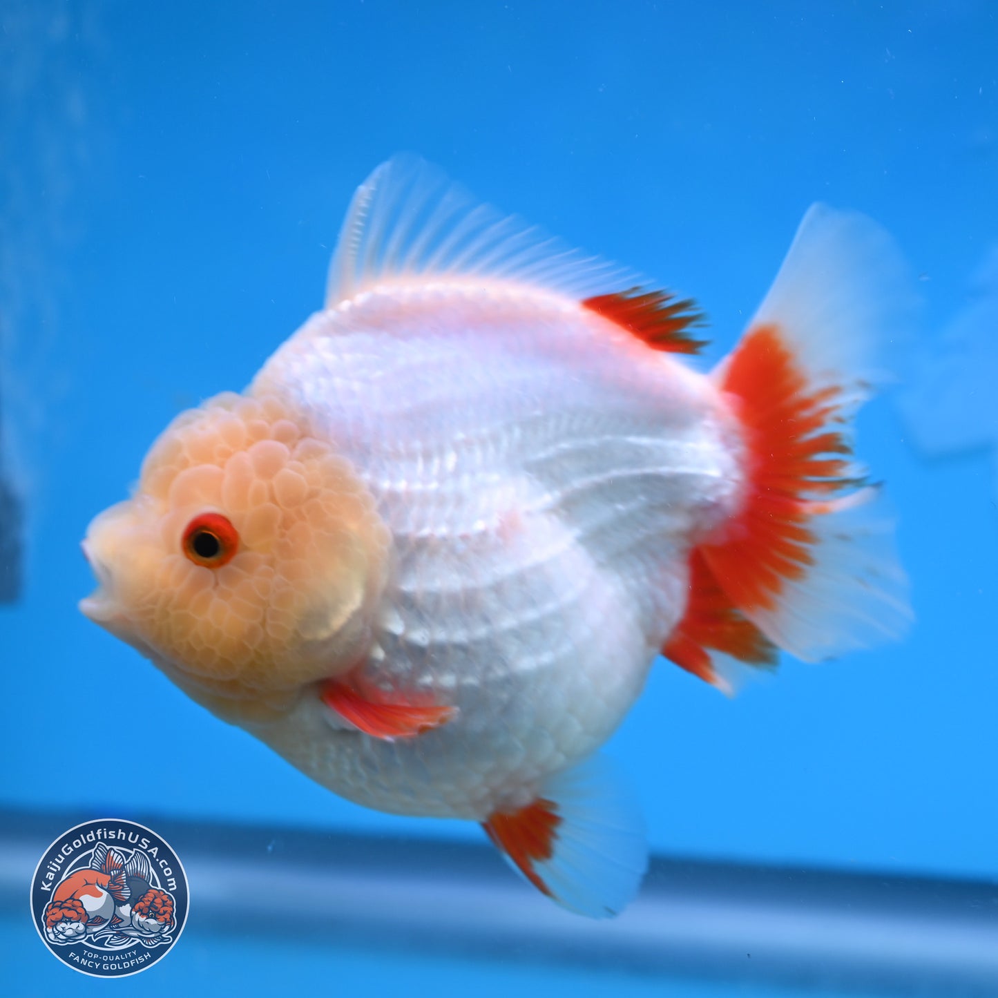 Jade Head Red White YuanBao Oranda 4 inches Body - Female (250131_OR08)