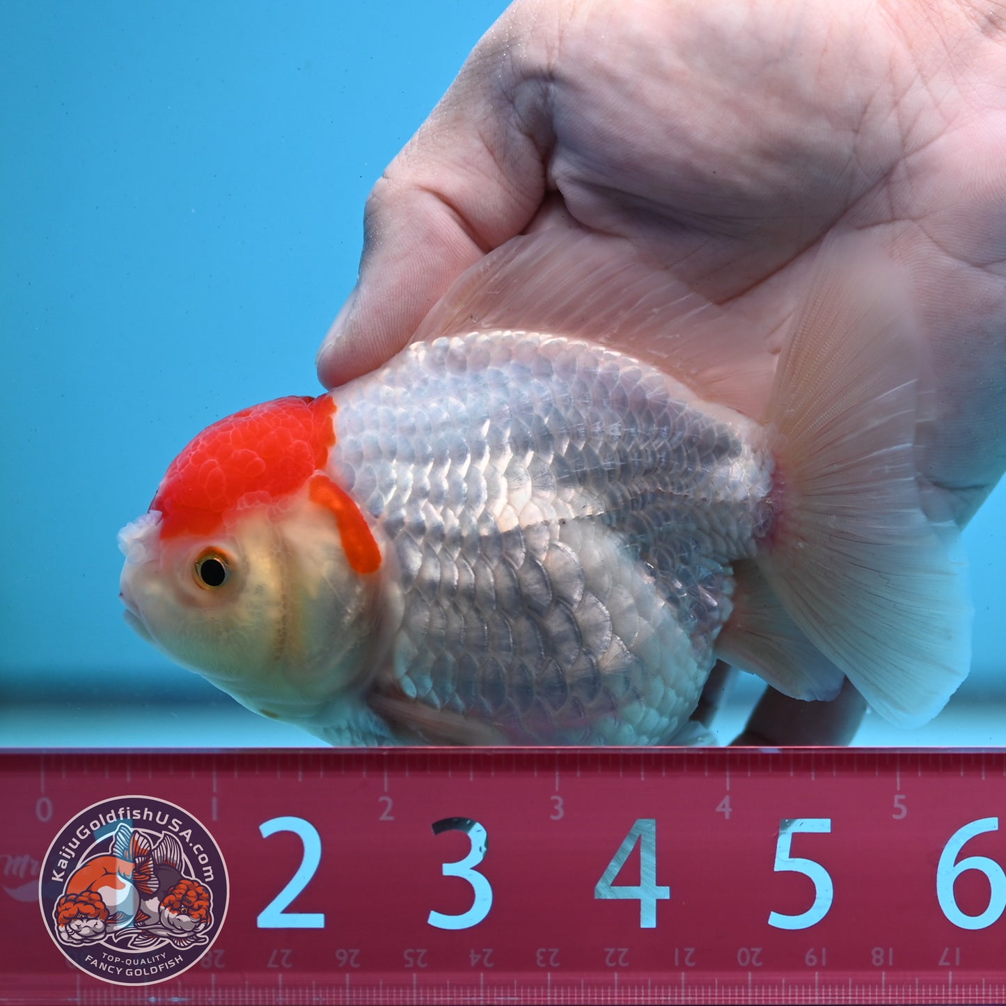 Shogun Tancho Oranda 4 inches Body - Female (250418_OR08)